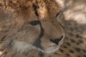 portrait of a cheetah Animal Africa Spots Fur