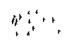 flock of black birds as a graphic image