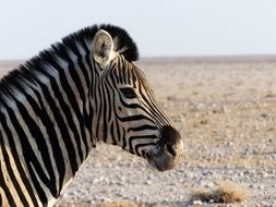 portrait of striped zebra on the background of the desert in Namibia