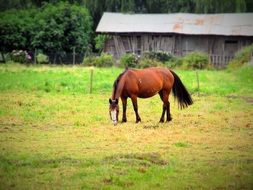 horse eating grass on a farm