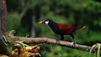 montesuma oropendola in Costa Rica