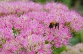 bee collects pollen on pink flowers