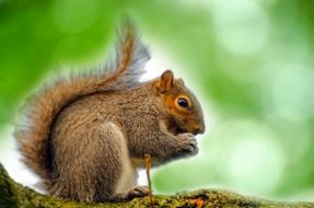 squirrel on a tree on a green background