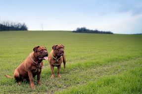 french mastiffs on green grass