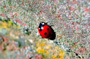 ladybird on a colored stone