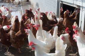 brown and white hens in the farm pen