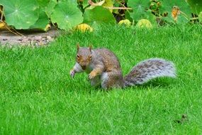 gray squirrel with a nut in its mouth on the background of green grass