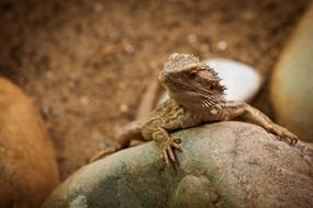 Reptile Amphibians in Zoo