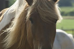 brown horse with a white mane on a farm