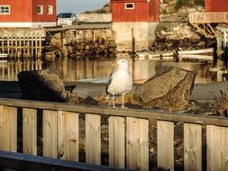 seagull on a wooden parapet on the coast