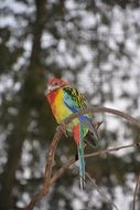 Colorful parrot plumage