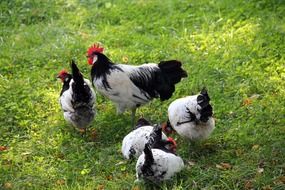 black and white hens on a green meadow