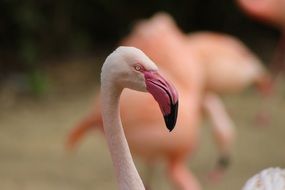closeup photo of pink flamingo head