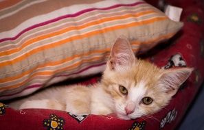 Kitten Red White
