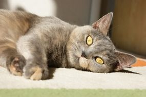 Beautiful lying young cat with bright colorful eyes