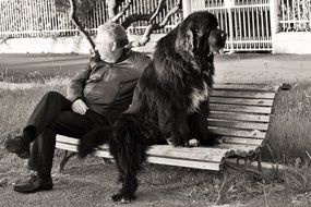 dog and man on the bench