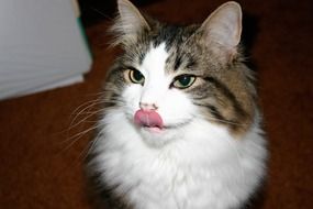Cute cat with the tongue