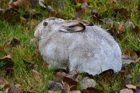 gray rabbit on the grass