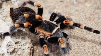 dangerous tarantula