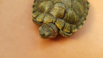 beautiful and cute Turtle