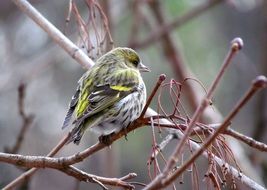 Eurasian siskin sits on a thin branch
