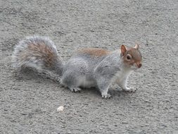 wild western gray squirrel