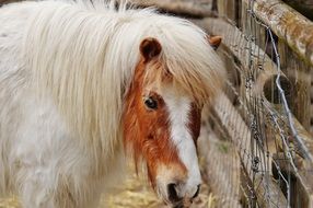 White pony with long mane on the farm