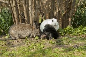 rabbits in the garden