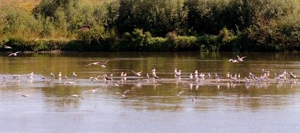 many herons on the lake