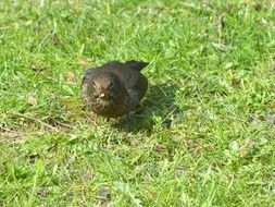 blackbird on the green meadow