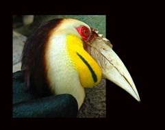 Toucan Tropical Bird