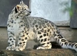 snow leopard closeup