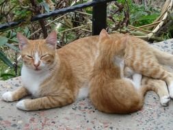 Two cute colorful striped cats