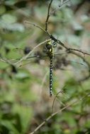 dragonfly on a thin branch close-up on blurred background