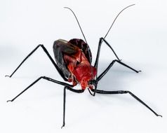 Sycanus, exotic black and red beetle