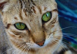 green cat eyes