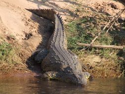 crocodile crawls into the water