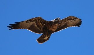 eagle in flight in the sky