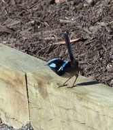 blue bird on the fence a sunny day