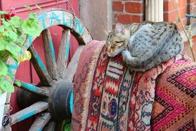 cat sleeps near a wooden wheel