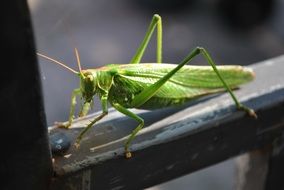 green grasshopper closeup