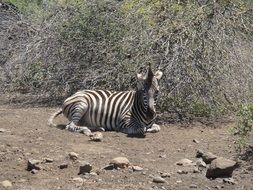 Zebra Africa Wild