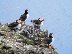 puffins on the sea cliff
