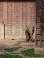 elephant stands near the wall