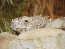 gecko head