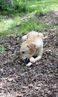 rescue Labrador Dog eating stick