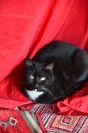 black cat on red fabrics