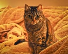 domestic cat on the fluffy blanket