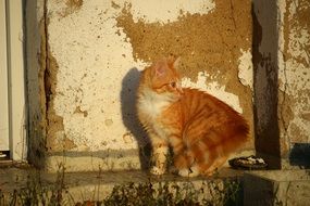 curious red kitten outdoor