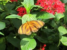 Striped Tiger Butterfly